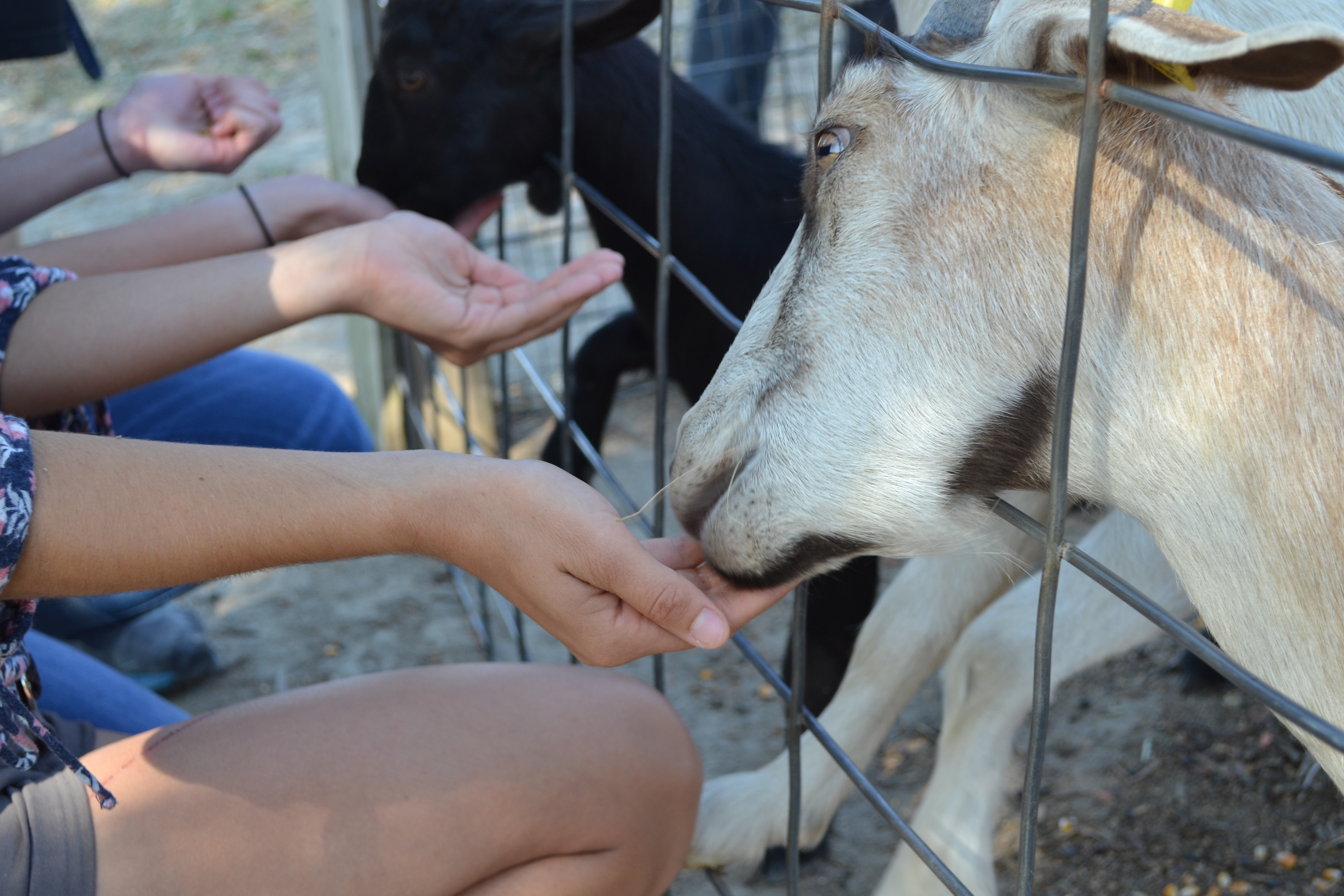 How To Feed A Baby Goat With Cleft Palate Get More Anythink's